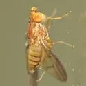 Oncodometopus umbrosus