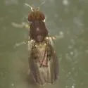 Oncodometopus umbrosus - photo 2
