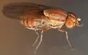 Oncodometopus umbrosus - photo 3
