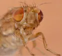 Oncodometopus umbrosus - photo 5