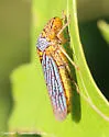 Black-winged Sharpshooter