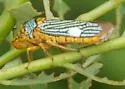 Black-winged Sharpshooter - photo 2