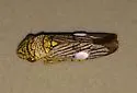 Black-winged Sharpshooter - photo 4