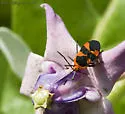 Oncopeltus aulicus