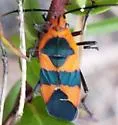 Oncopeltus aulicus - photo 2