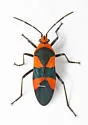 Oncopeltus aulicus - photo 3