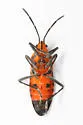 Oncopeltus aulicus - photo 4