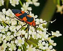 Oncopeltus aulicus - photo 5
