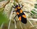 Oncopeltus cayensis - Oncopeltus cayensis