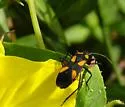 Oncopeltus cayensis - photo 2