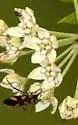 Oncopeltus cayensis - photo 4