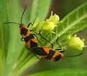 Oncopeltus cingulifer