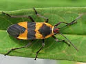 Oncopeltus cingulifer - photo 3