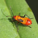 Oncopeltus cingulifer - photo 4