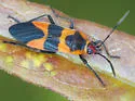 Oncopeltus cingulifer - photo 5