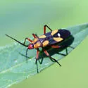 Oncopeltus guttaloides