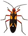 Oncopeltus guttaloides - photo 2