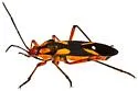 Oncopeltus guttaloides - photo 3