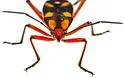 Oncopeltus guttaloides - photo 4