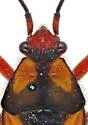 Oncopeltus guttaloides - photo 5