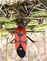 Oncopeltus sanguineolentus - photo 3