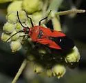 Oncopeltus sanguineolentus - photo 4