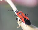 Oncopeltus sanguineolentus - photo 5