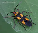 Six-spotted Milkweed Bug