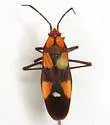Six-spotted Milkweed Bug - photo 2