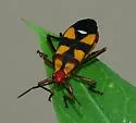 Six-spotted Milkweed Bug - photo 3