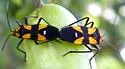 Six-spotted Milkweed Bug - photo 4