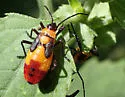 Six-spotted Milkweed Bug - photo 5