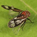 Oncopsis abietis