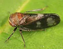 Oncopsis abietis - photo 2