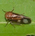 Oncopsis abietis - photo 3