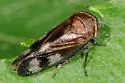 Oncopsis abietis - photo 4