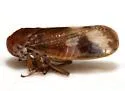 Oncopsis abietis - photo 5