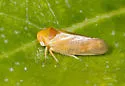 Oncopsis albicollis