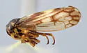 Oncopsis albicollis - photo 4
