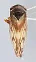 Oncopsis albicollis - photo 5