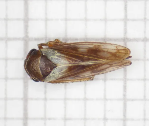Oncopsis alni