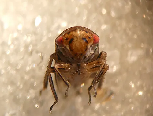 Oncopsis alni - photo 2