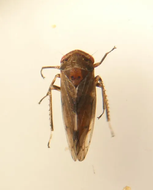 Oncopsis alni - photo 4