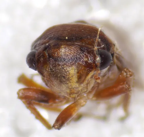 Oncopsis alni - photo 5