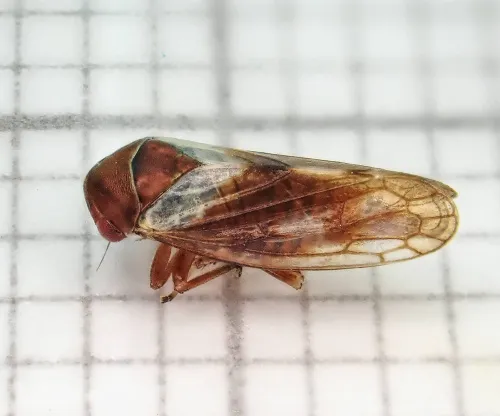 Oncopsis alni - photo 6