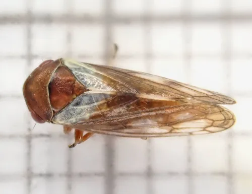 Oncopsis alni - photo 8