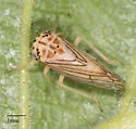 Oncopsis aureostria