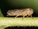 Oncopsis aureostria - photo 2