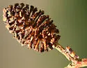 Oncopsis californica