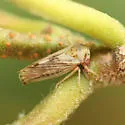 Oncopsis californica - photo 2